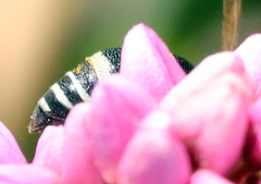 Stenodynerus anormis