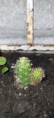 Trichocereus macrogonus macrogonus