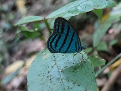 Cepheuptychia cephus