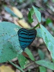 Cepheuptychia cephus