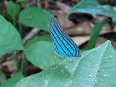 Cepheuptychia cephus