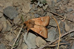 Amphipoea ochreola