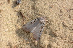 Eugnorisma chaldaica