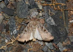 Eugnorisma ignoratum