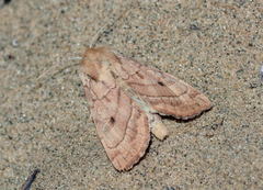 Hydraecia osseola