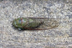 Dundubia