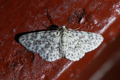 Hymenomima umbelularia