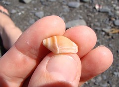 Amalda depressa