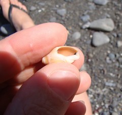 Amalda depressa