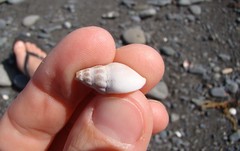 Buccinulum littorinoides