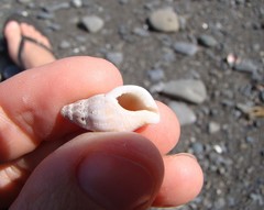 Buccinulum littorinoides