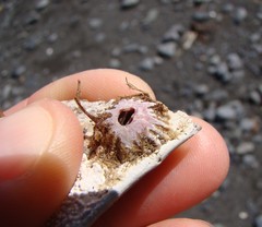 Notobalanus vestitus