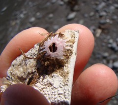 Notobalanus vestitus