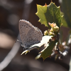 Celastrina echo cinerea