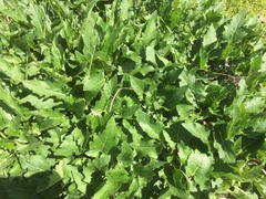 Silphium perfoliatum