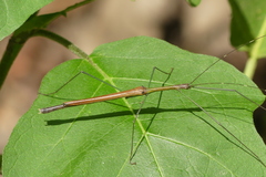 Paramarmessoidea