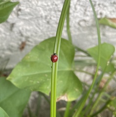 Cycloneda sanguinea
