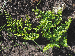 Cheilanthes quadripinnata