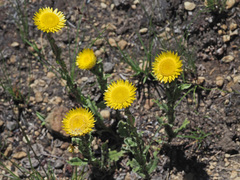 Helichrysum aureum