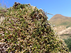Selaginella dregei