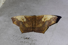 Paragonia cruraria