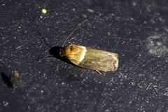 Chlamydastis vitorbeckeri