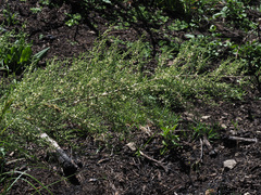 Asparagus stellatus
