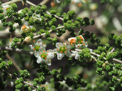 Asparagus stellatus