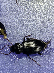 Nebria brevicollis
