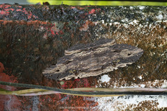 Anisoneura aluco