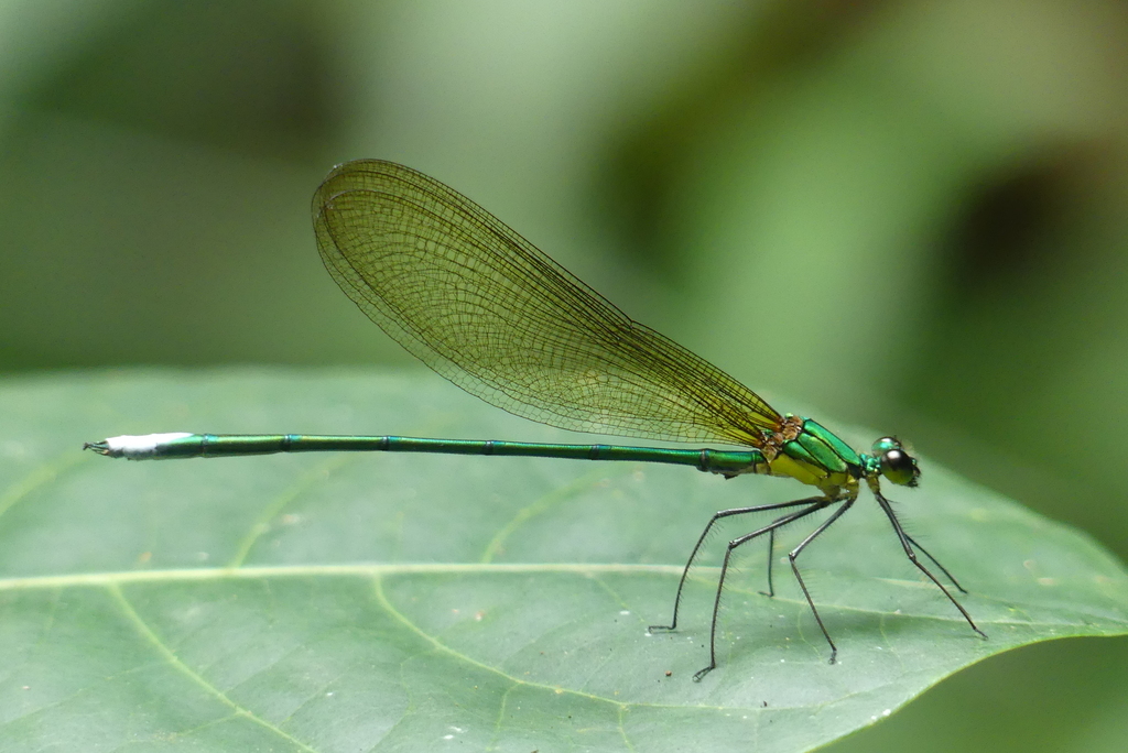 Vestalaria smaragdina