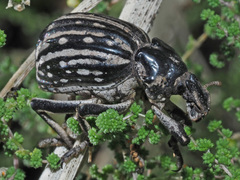Brachycerus albotectus