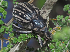 Brachycerus albotectus