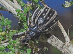 Brachycerus albotectus