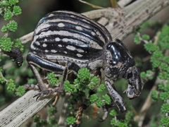 Brachycerus albotectus