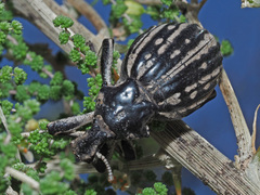 Brachycerus albotectus