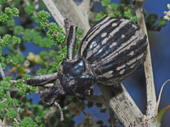 Brachycerus albotectus