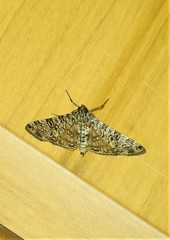 Dysallacta negatalis