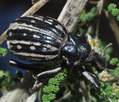 Brachycerus albotectus