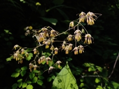 Thalictrum strigillosum