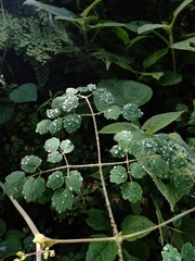 Thalictrum strigillosum