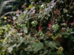 Thalictrum strigillosum