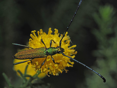 Promeces aurolimbatus