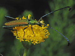 Promeces aurolimbatus