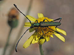 Promeces aurolimbatus