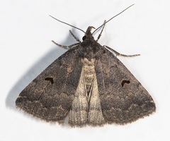 Phalaenostola hanhami