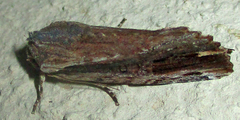 Magusa versicolora
