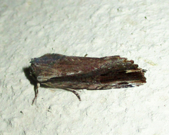 Magusa versicolora