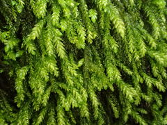 Scleropodium obtusifolium