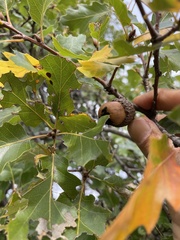 Quercus × ganderi